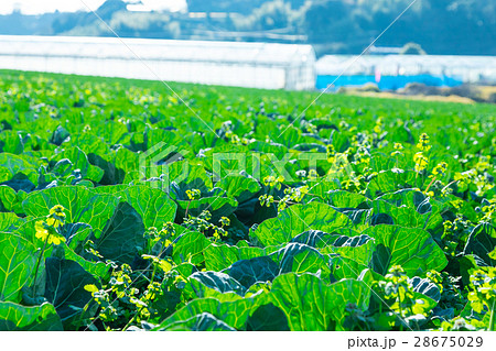 キャベツ 野菜 きゃべつ 農家 農業 TPP 葉物野菜 キャベツ 野菜 きゃべつ 農家 農業 TPP 葉物野菜 28675029