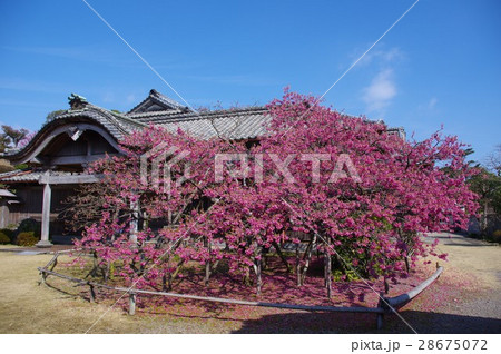 鍋島邸と満開の緋寒桜 島原半島 鍋島邸 緋寒桜 青空 鍋島邸と満開の緋寒桜 島原半島 鍋島邸 緋寒桜 青空 28675072