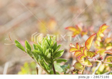 春の息吹　カラスノエンドウとノイバラ 28675180