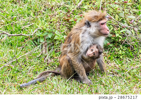 Sri-Lankan toque macaque 28675217