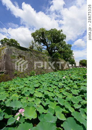 鶴丸城址 鶴丸城址 28675316