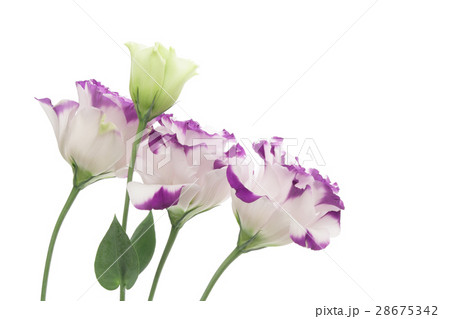 白と紫色のトルコキキョウの写真素材