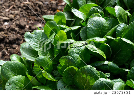 初春の家庭菜園、風景 初春の家庭菜園、風景 28675351
