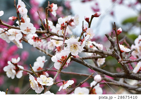 仙台・龍寶寺 仙台・龍寶寺 28675410