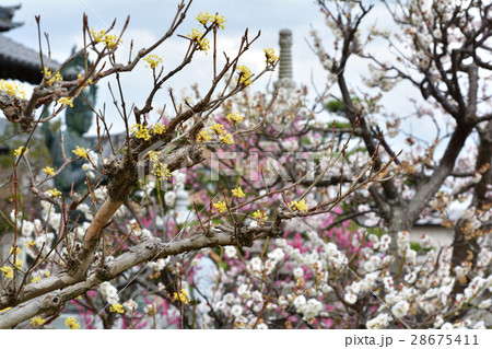 仙台・龍寶寺 仙台・龍寶寺 28675411