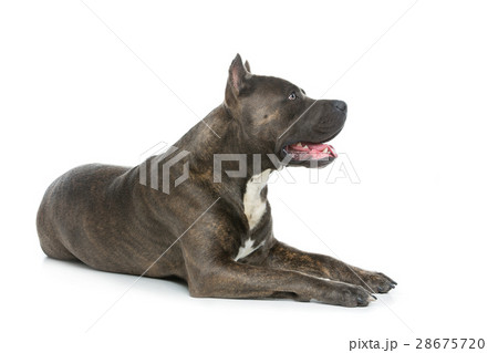 Beautiful amstaff dog 28675720