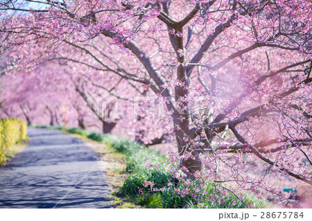 みなみの桜 28675784