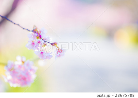 みなみの桜 28675788