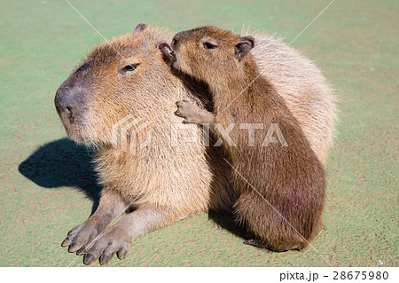伊豆シャボテン公園のカピバラ 28675980