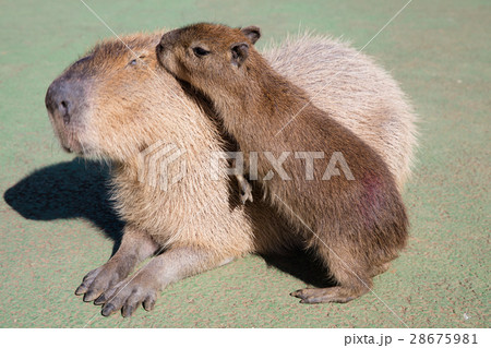 伊豆シャボテン公園のカピバラ 28675981