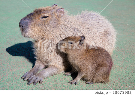 伊豆シャボテン公園のカピバラ 伊豆シャボテン公園のカピバラ 28675982