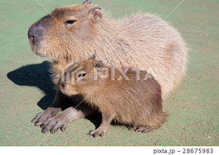 伊豆シャボテン公園のカピバラ 伊豆シャボテン公園のカピバラ 28675983
