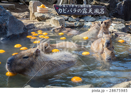 伊豆シャボテン公園のカピバラ 28675985