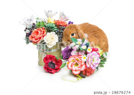 Beautiful domestic rabbit Beautiful domestic rabbit 28676274