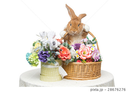 Beautiful domestic rabbit 28676276