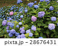 紫陽花 28676431