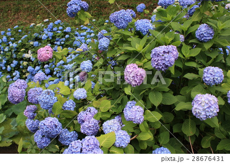 紫陽花 紫陽花 28676431