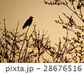 カラスのシルエット 28676516