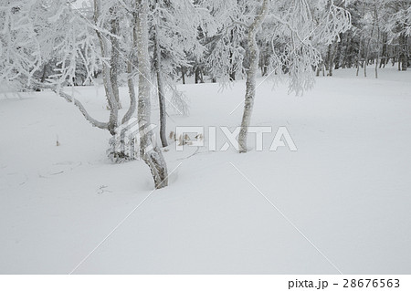白い森 28676563