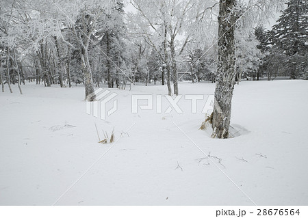 白い森 28676564