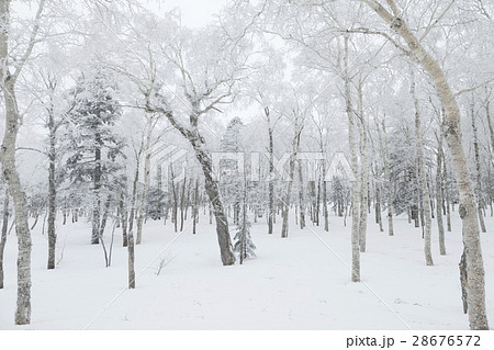 白い森 白い森 28676572