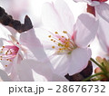 桜 28676732