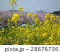 菜の花と桜 28676736