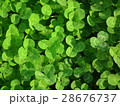 クローバー 28676737