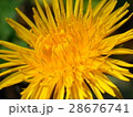 タンポポ 28676741