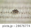 ハエトリグモ２ 28676774