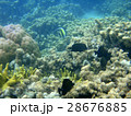 ミクロネシアの海 28676885