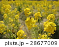 菜の花 28677009