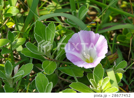 ハマヒルガオ 28677452