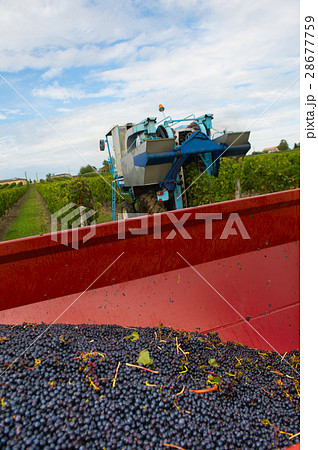 Mechanical harvesting of grapes in the vineyard 28677759