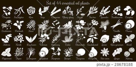 Big vector set of flat essential oil plants. Big vector set of flat essential oil plants. 28678188