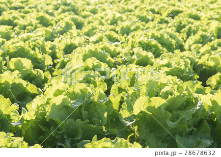 Lettuce farm background Lettuce farm background 28678632