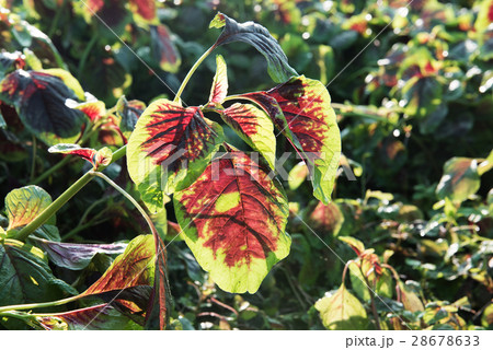 Red amaranth farm background 28678633
