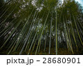 竹林 28680901