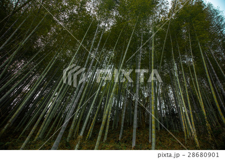 竹林 28680901