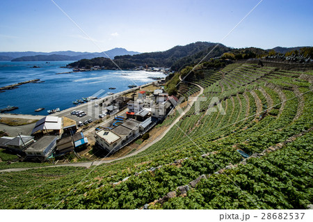 遊子水荷浦の段畑（愛媛県宇和島市） 28682537