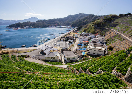 遊子水荷浦の段畑（愛媛県宇和島市） 28682552