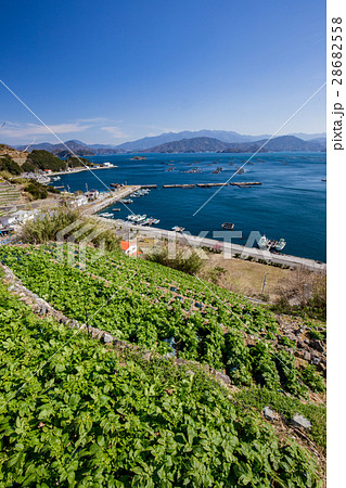 遊子水荷浦の段畑（愛媛県宇和島市） 28682558