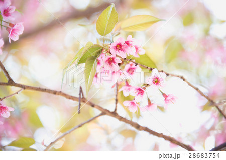 Himalayan Cherry (Prunus cerasoides) blooming at pang khon mount Himalayan Cherry (Prunus cerasoides) blooming at pang khon mount 28683754
