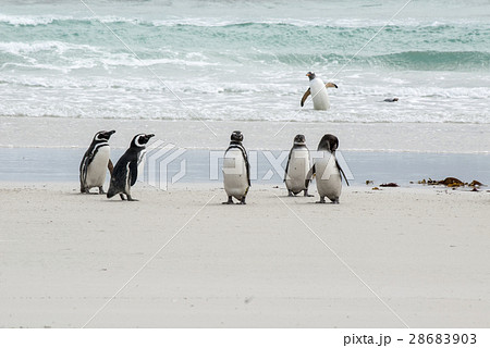 Penguins - Magellan and Gentoo 28683903