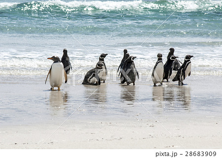 Penguins - Magellan and Gentoo 28683909