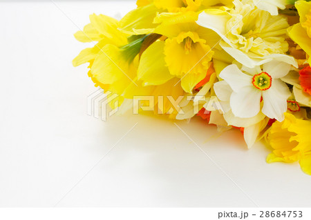 Fresh spring daffodils 28684753