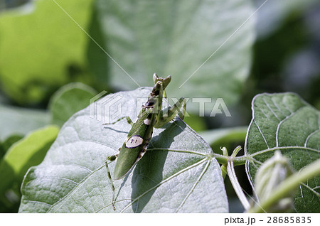 Mantodea 28685835