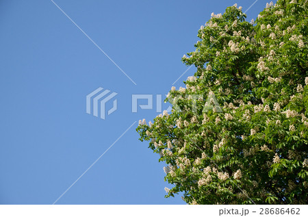 Tree Top and Clear Sky 28686462