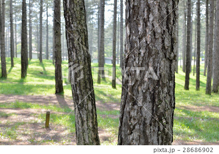 Tree Trunks in Forest 28686902