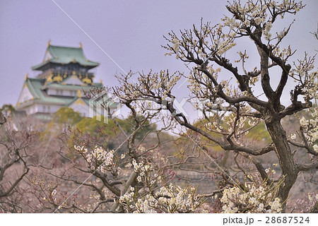 見事な枝ぶりの梅と大阪城天守閣 見事な枝ぶりの梅と大阪城天守閣 28687524
